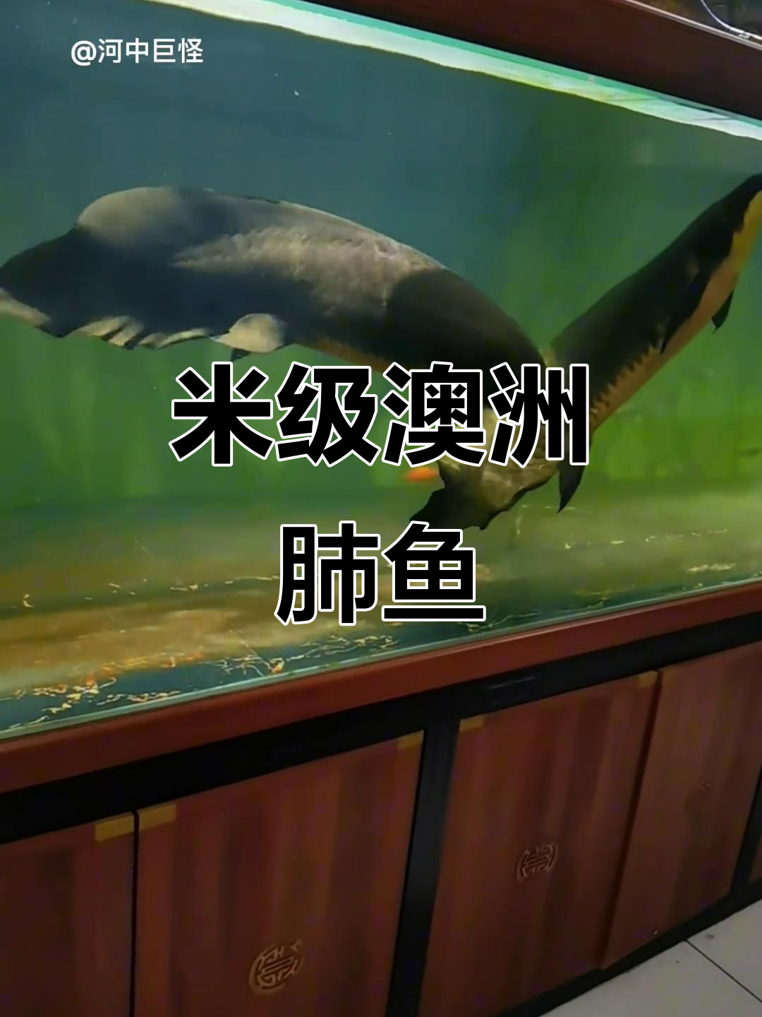 澳洲肺鱼大揭秘,土豪必备的超大萌宠