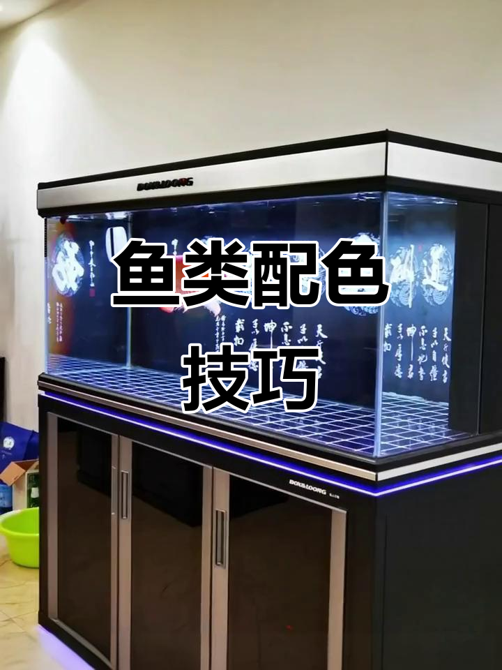 观赏鱼色彩丰富,底色选择需配合主鱼的品种