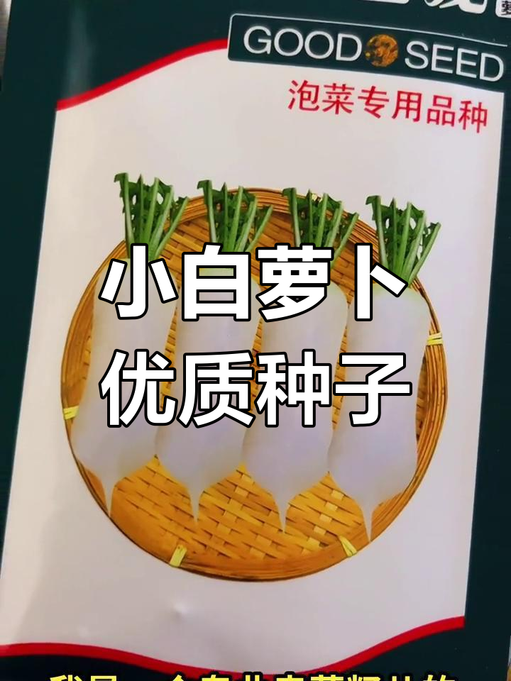 这款小白萝卜脆嫩无渣,腌制泡菜超美味