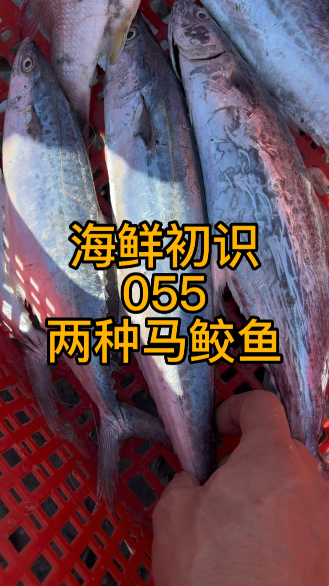 马鲛鱼也叫鲅鱼实际有好几种今天是两种