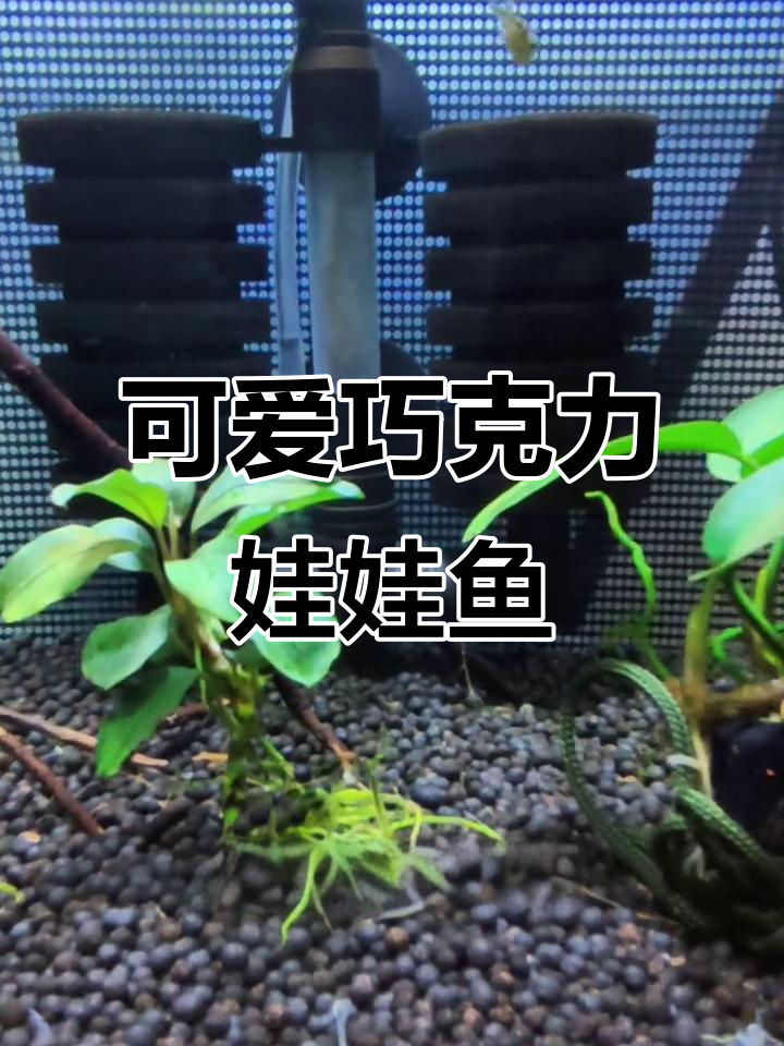 溪流缸中的巧克力娃娃鱼,萌态十足