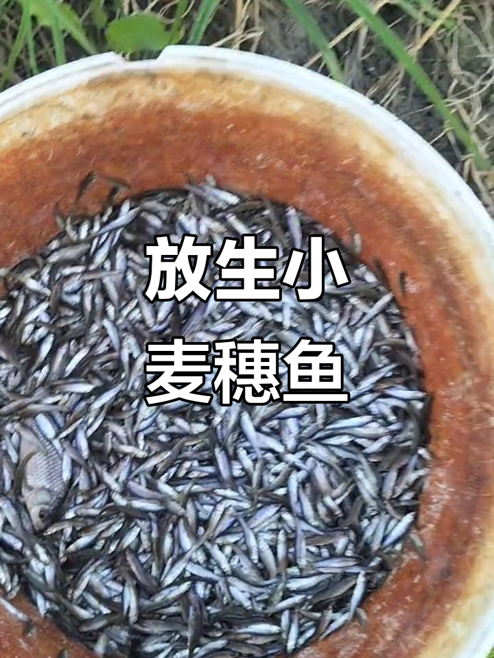 小麦穗鱼太小放生,百鸟齐鸣的自然美景让人心旷神怡