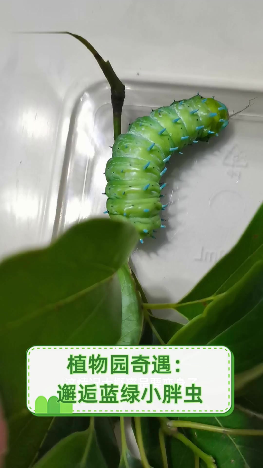 植物园奇遇:邂逅蓝绿小胖虫