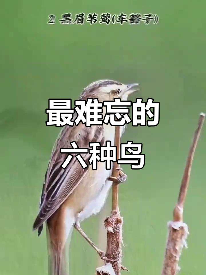 童年记忆中的六大鸟类,哪个最让你怀念?