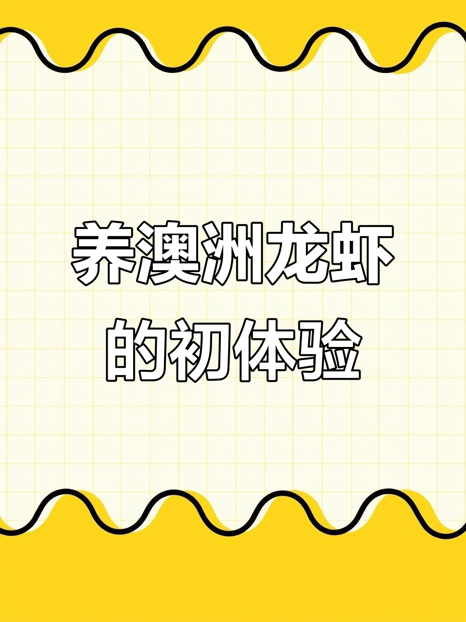 澳洲龙虾放鱼缸能活吗?初次尝试养澳龙体验