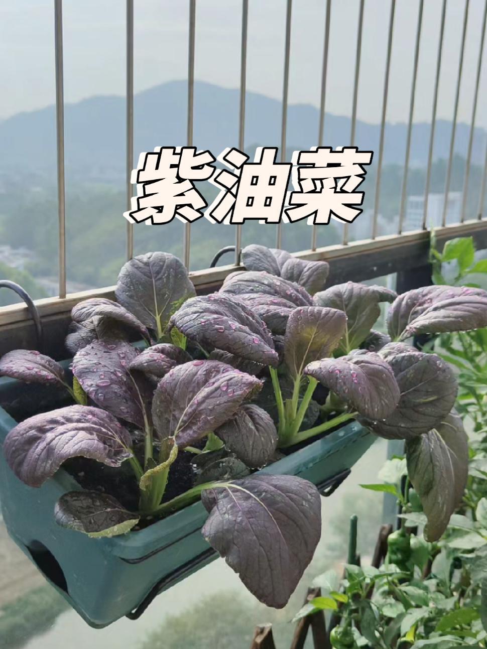 种植小技巧 盆栽 紫油菜 快菜 学种菜