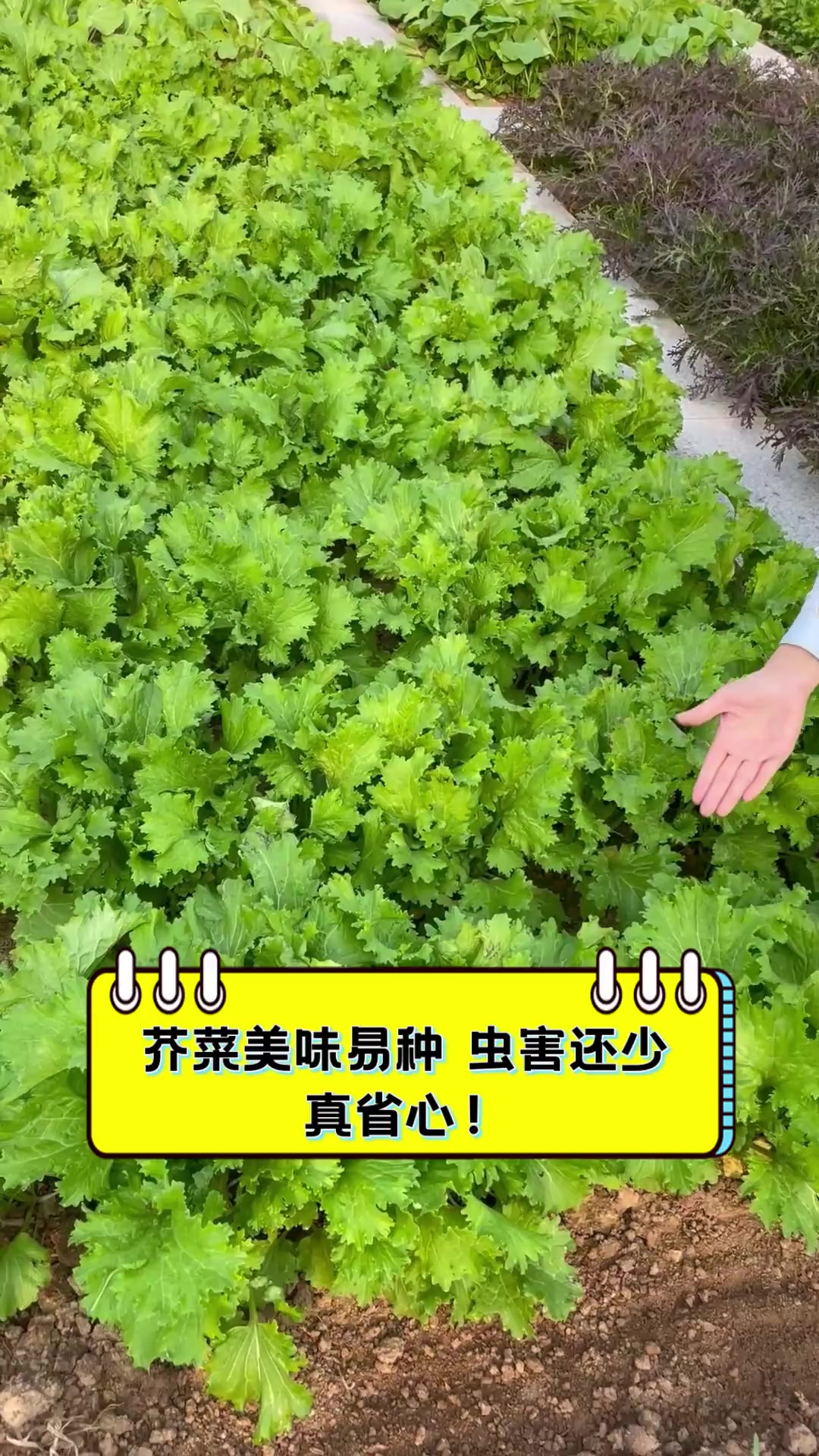 芥菜美味易种,虫害还少,真省心!