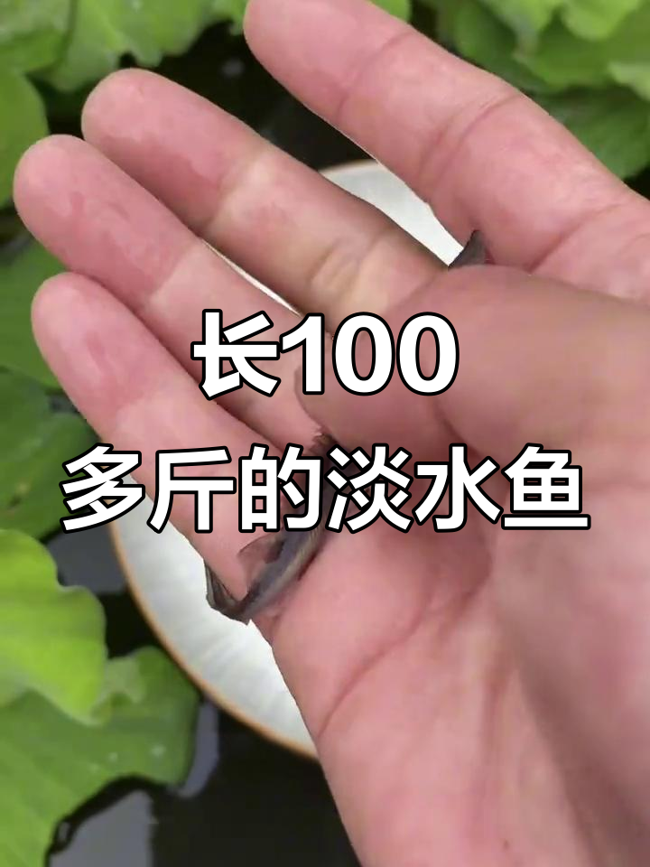 大型淡水鱼，尖嘴鲟能长200斤！养殖技巧全揭秘