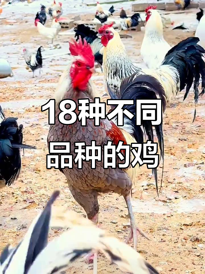 18种奇特鸡类大揭秘,看看你认识几种?