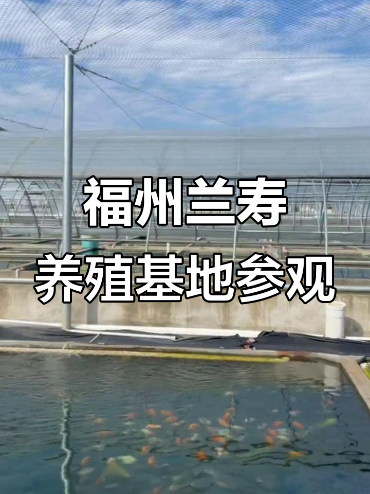 探访福州最大兰寿养殖基地,鱼苗池一眼望不到头