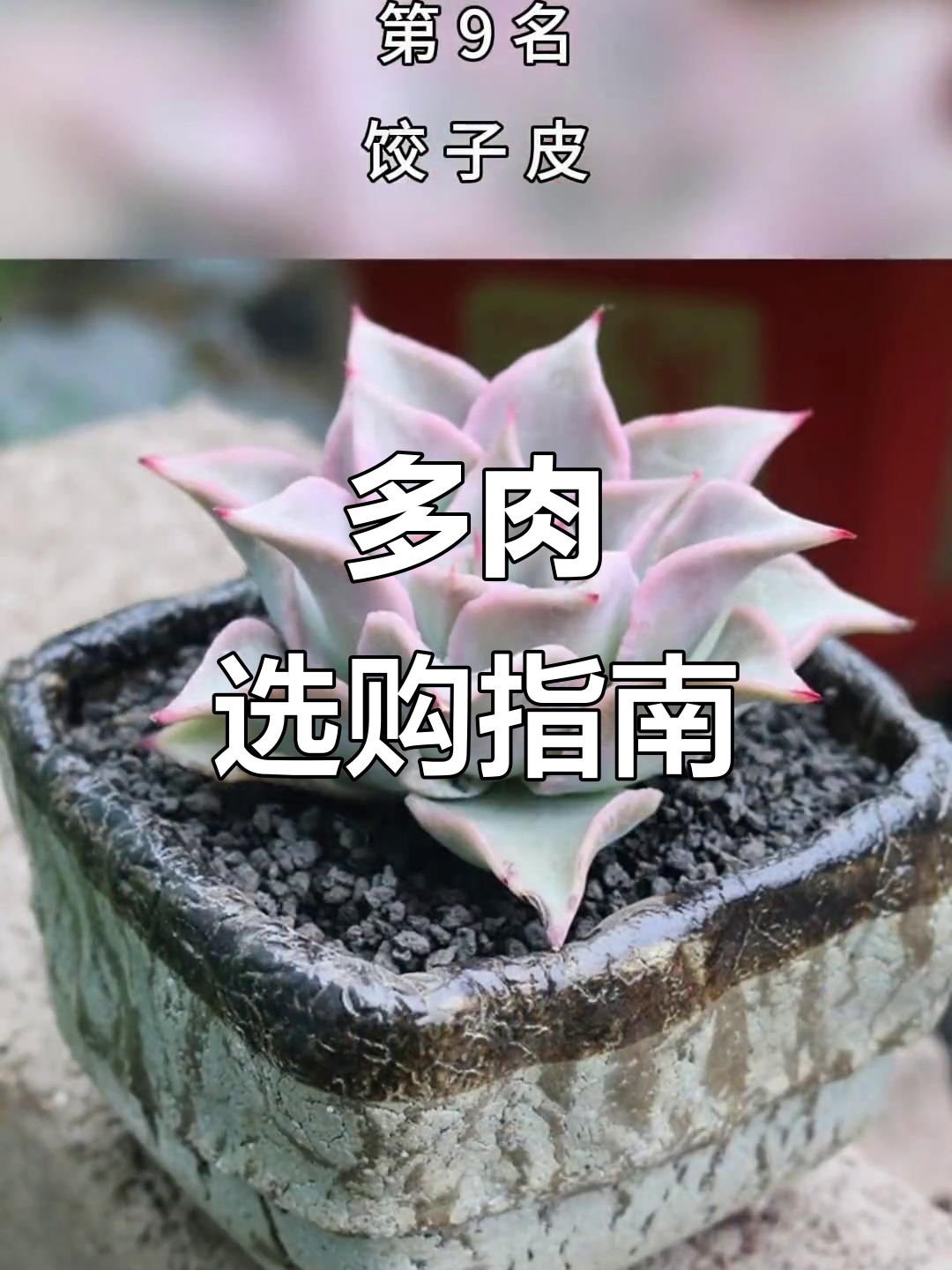 2021年热门多肉推荐,价格亲民美观!