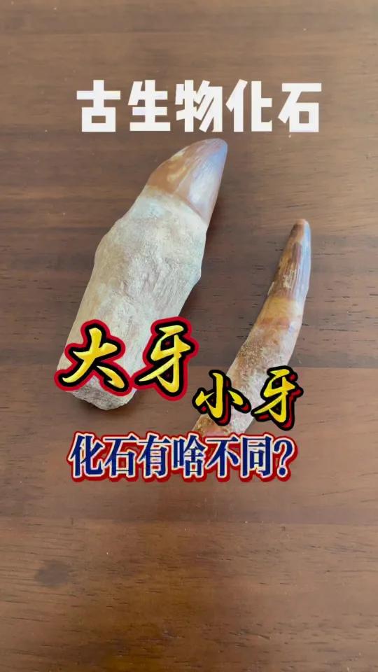 「化石」大牙+小牙,都是恐怖杀手!