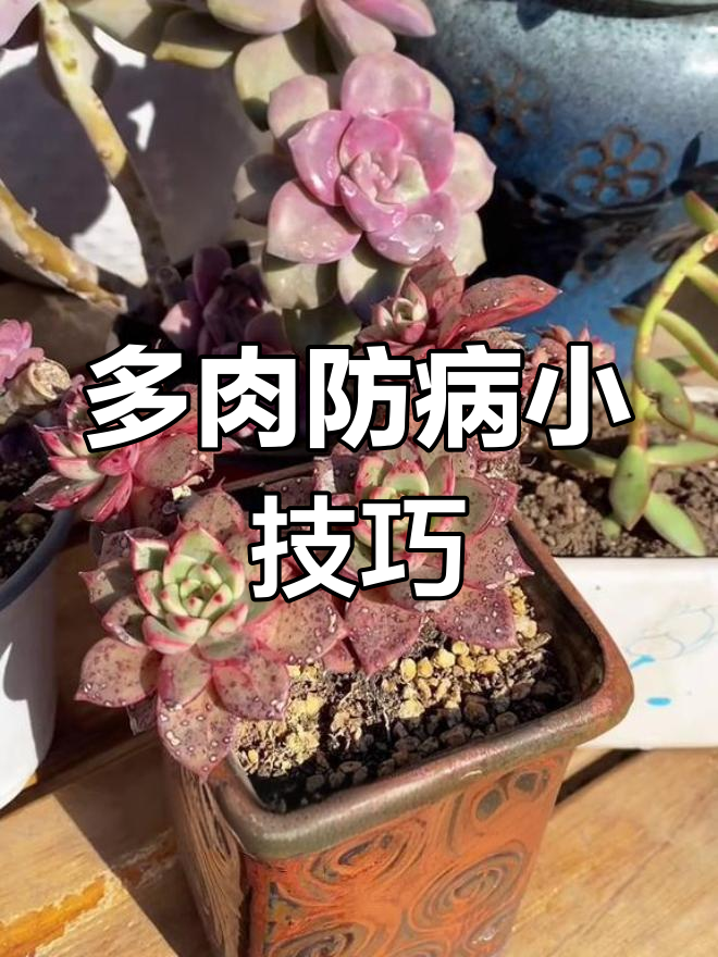 冬季多肉易感染,提前预防,确保健康过冬