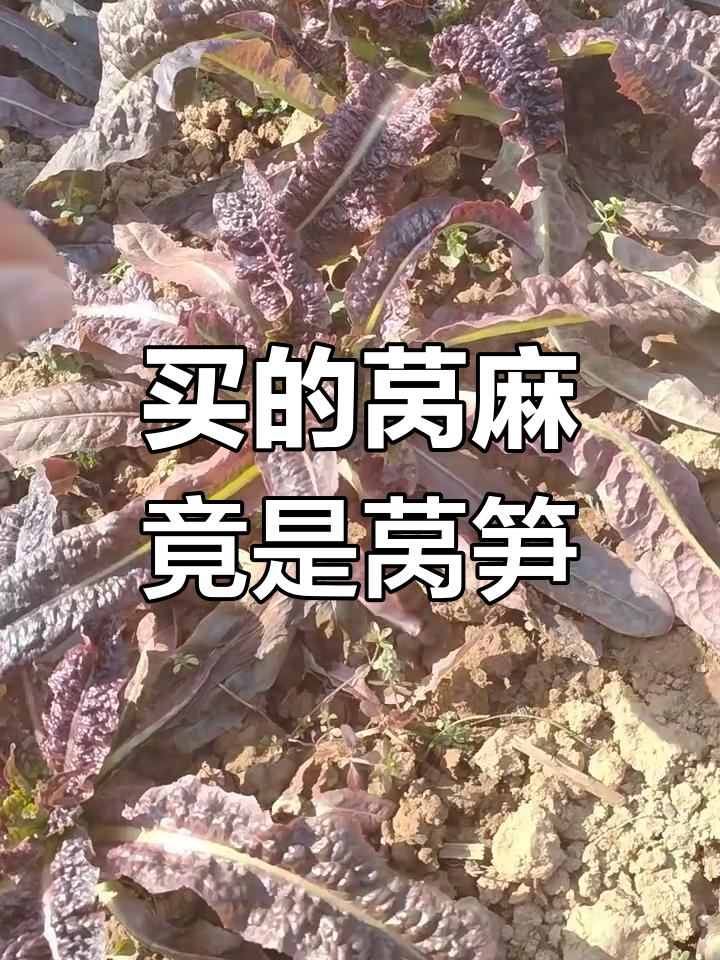 买莴麻菜结果变莴笋,杆子疯长让人惊讶