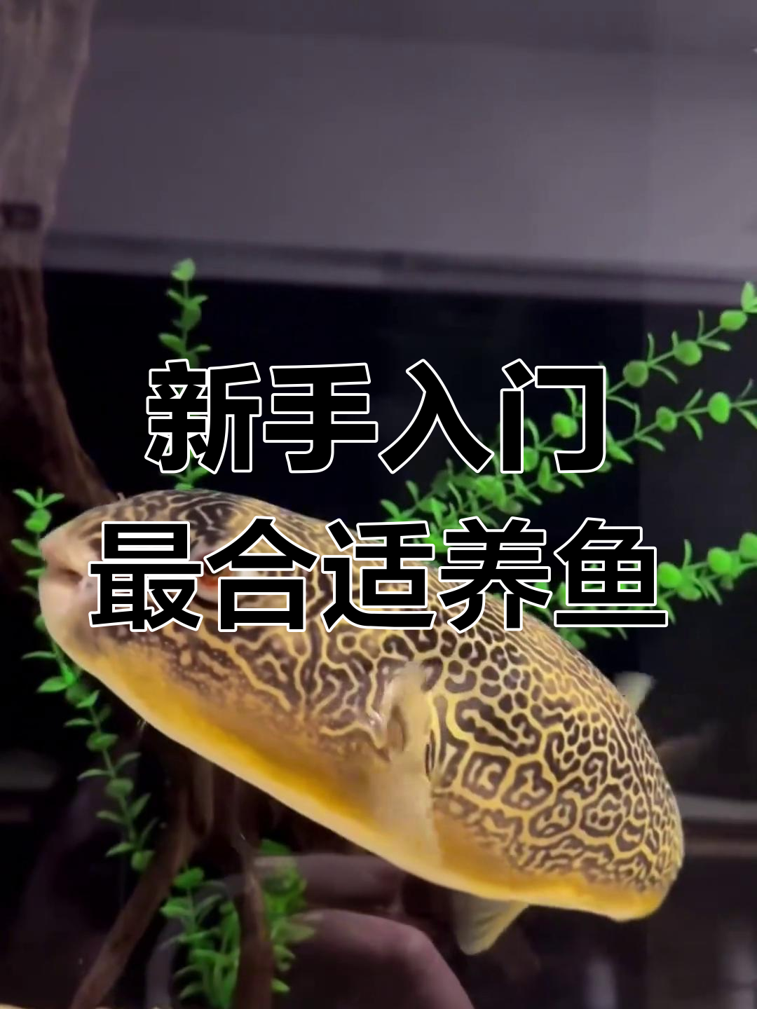 皇冠狗头鱼:最适合新手养的美丽鱼类,舞姿优雅又顽强