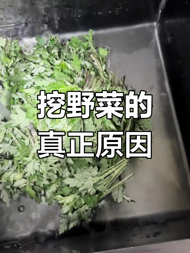 王宝钗挖野菜为爱情,我挖是为了填饱肚子