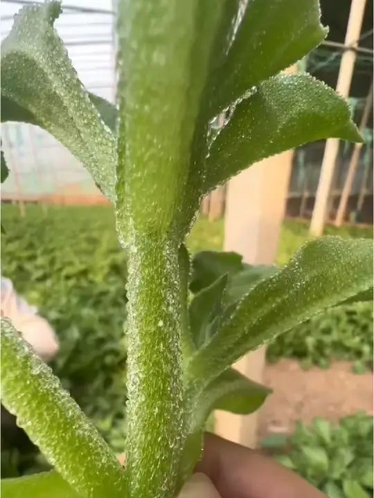 自带冰晶的水晶冰菜,好种高产,生吃凉拌营养美味