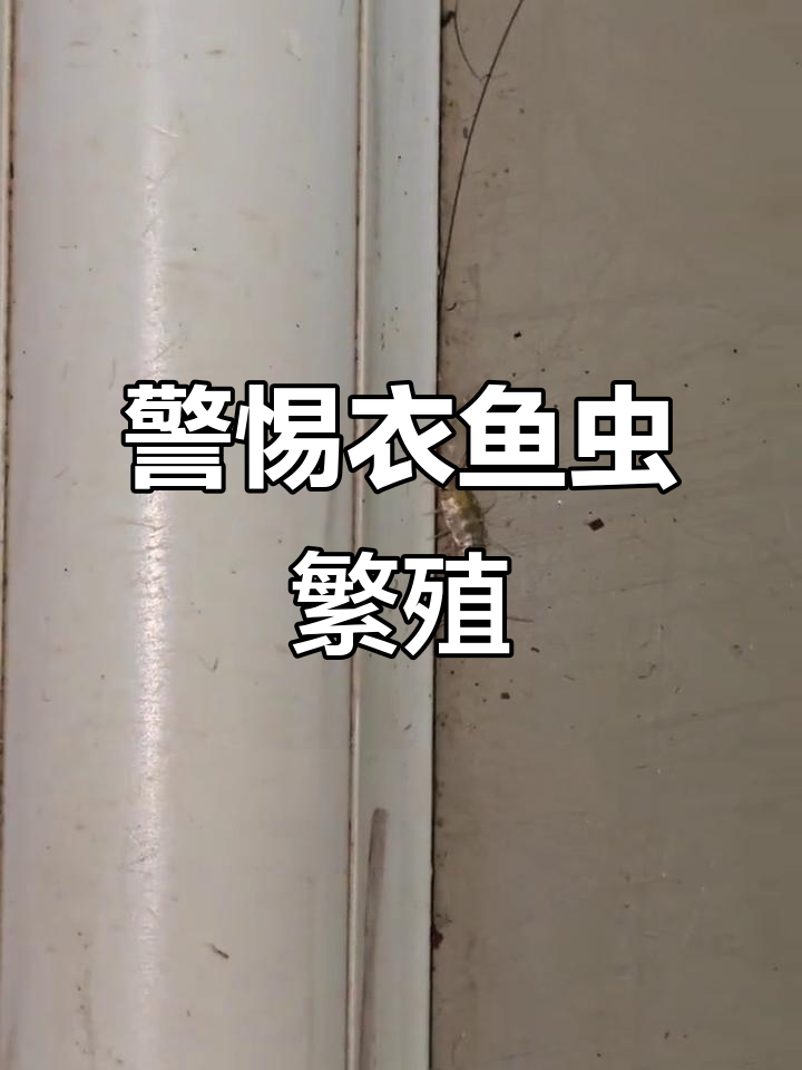 发现一只衣鱼虫?小心它背后可能藏着一窝!