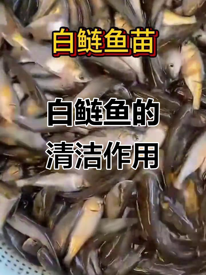 白鲢鱼净化水质,吃残渣粪便,维护池塘生态平衡