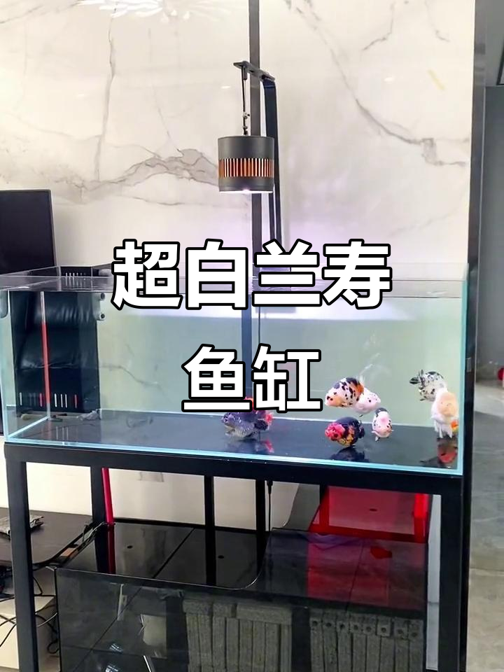 兰寿鱼缸全解析:超白玻璃、干湿分离与亚克力板设计