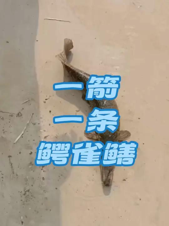 箭一条鳄雀鳝
