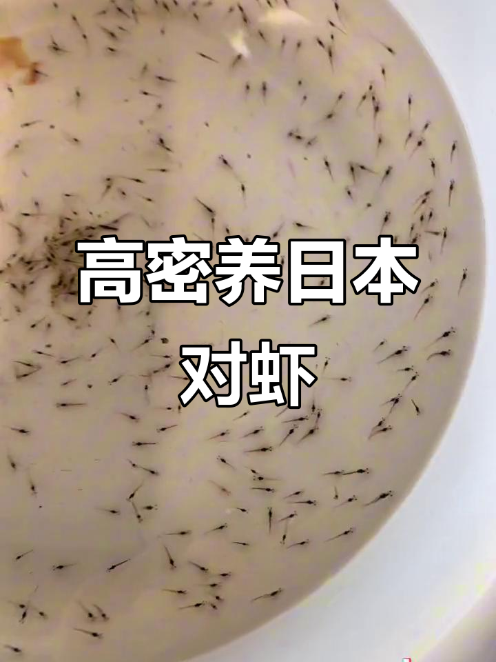 日本对虾高密度养殖：无沙清水循环水技术