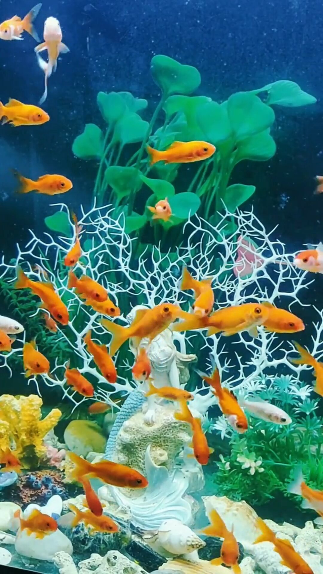 可爱的金鱼
