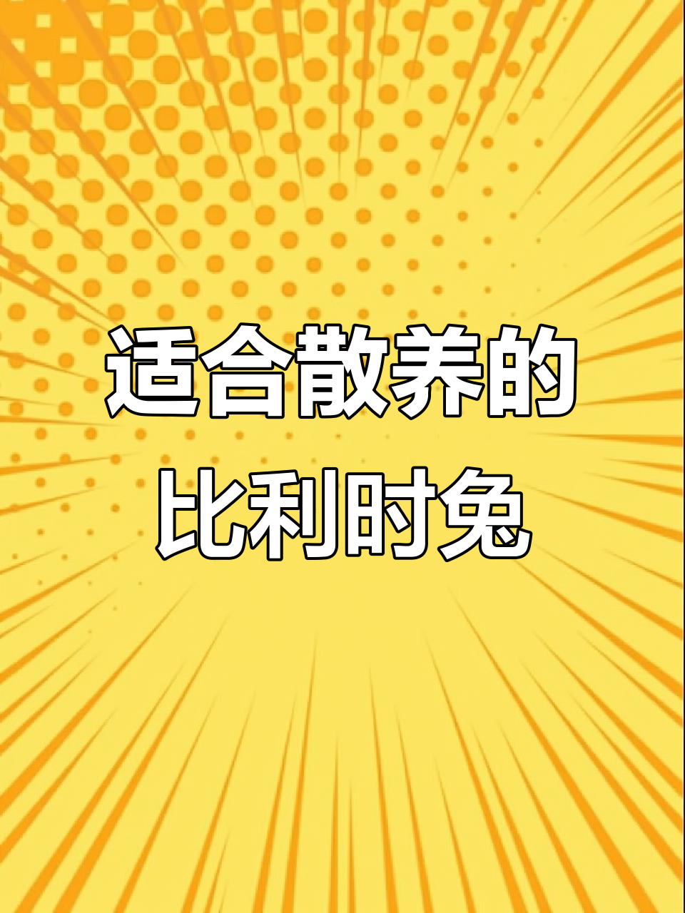比利时兔:抗病力强,南北皆宜的优质肉兔品种