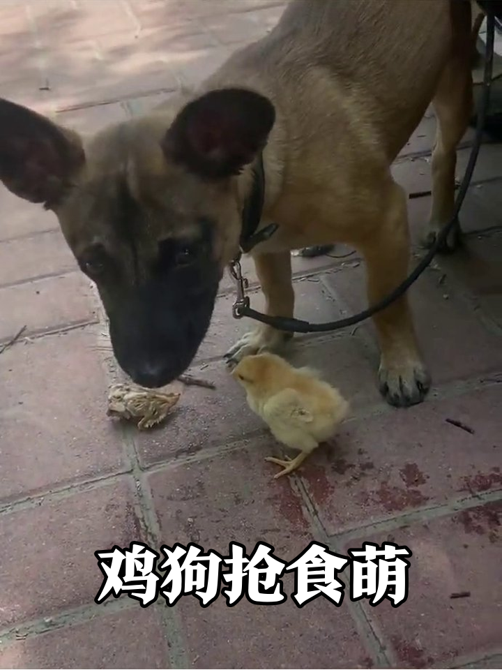 大狗遇小鸡秒变温柔,抢食场面萌到心化!