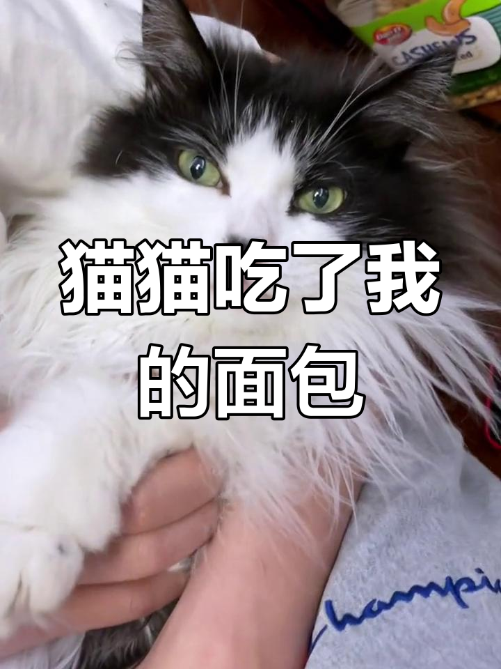 猫咪偷吃面包,真可爱