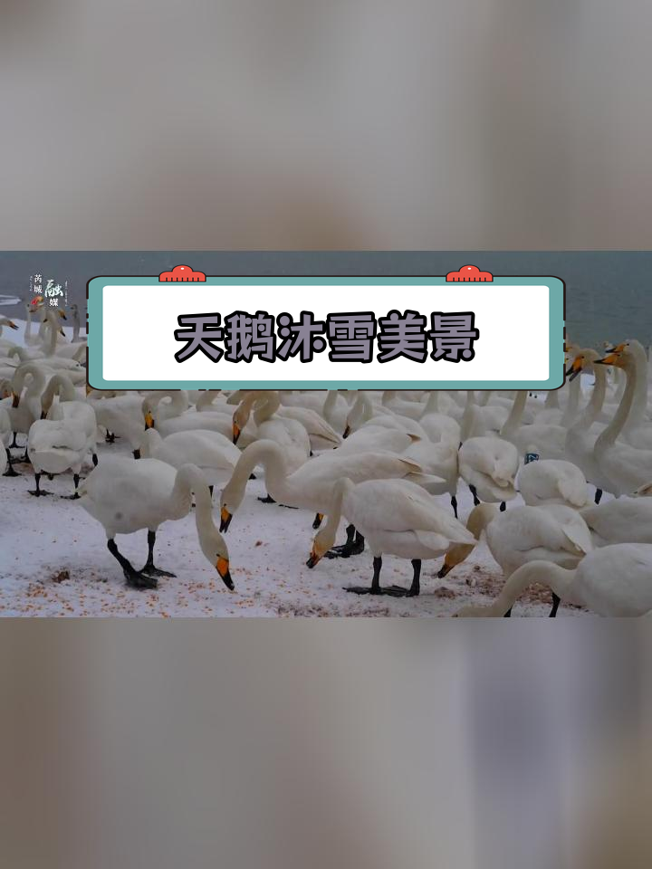 山西芮城圣天湖天鹅雪景