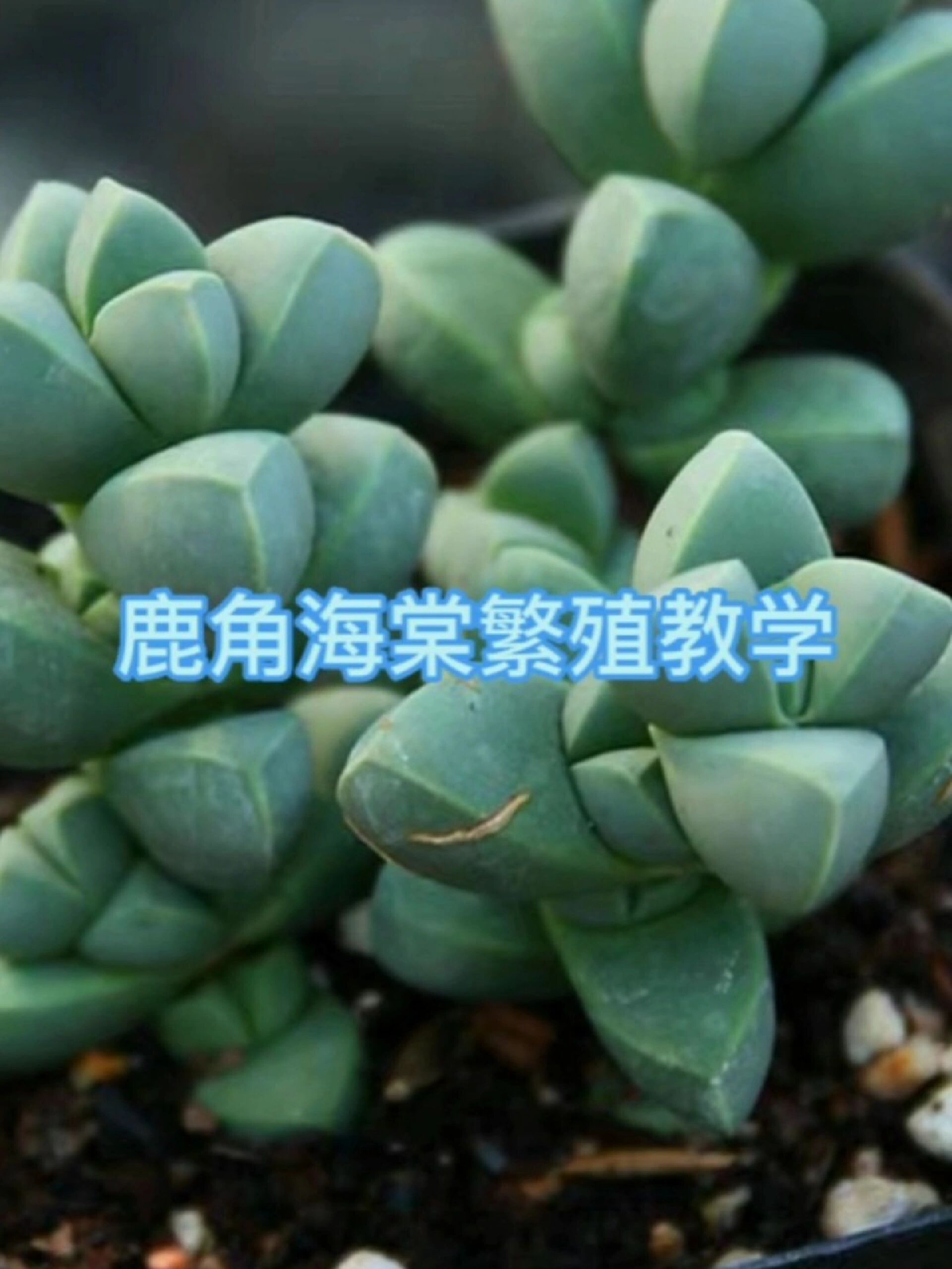 鹿角海棠繁殖方法,简单易懂好学