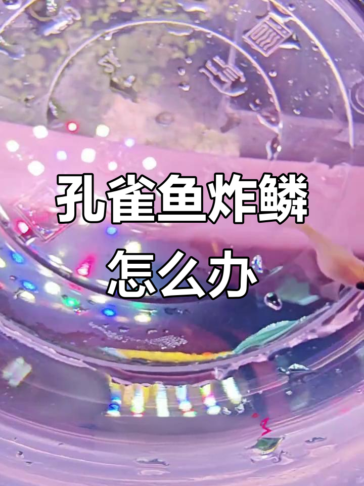 孔雀鱼炸鳞是绝症吗?玻璃猫突然不吃不喝,能救活吗