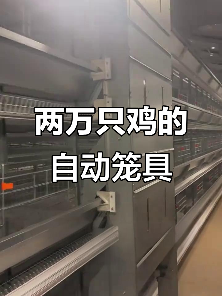 自动化鸡舍养殖两万只,科学设计提升效率