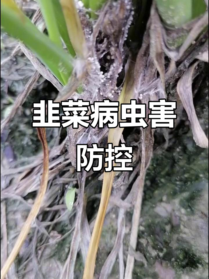 韭菜病虫害防治全攻略,轻松解决常见问题
