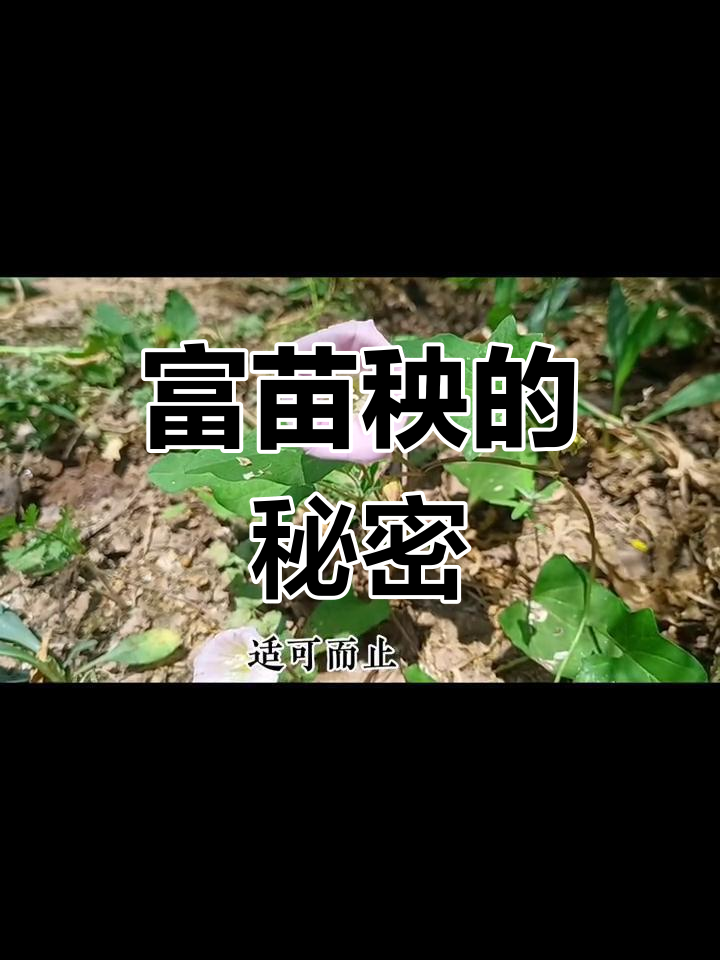 富苗秧,野菜中的宝藏,了解它的功效与禁忌吧!