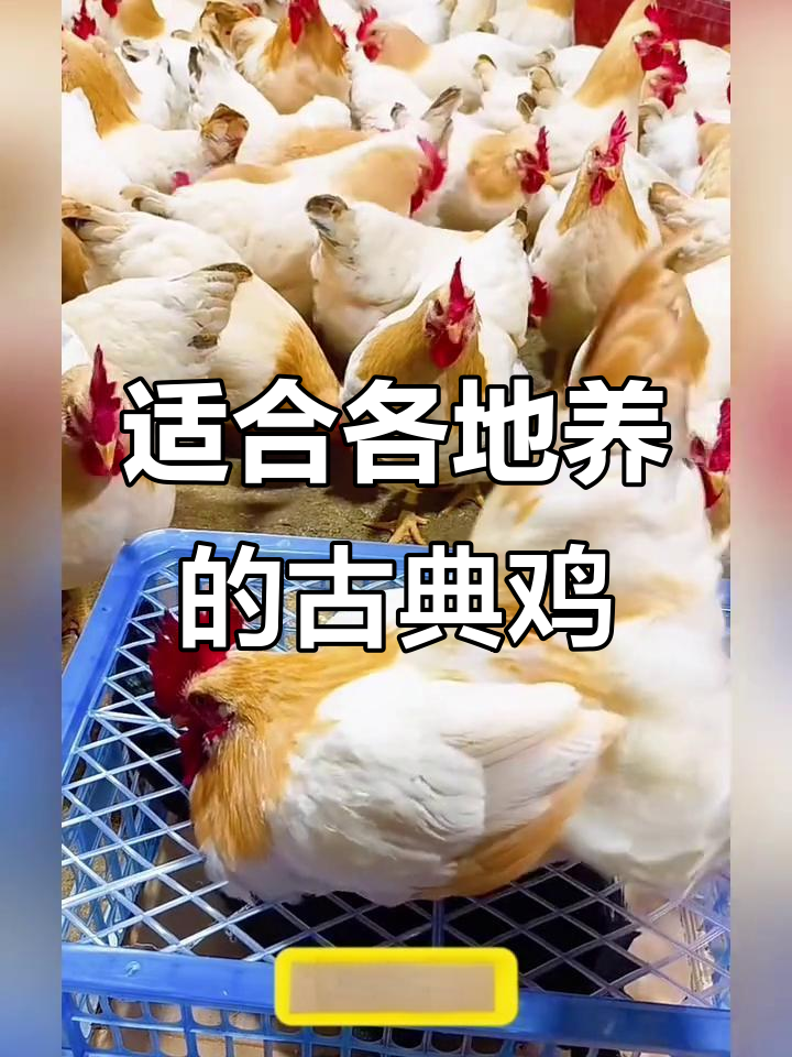 古典鸡养殖技巧：南北皆宜，双黄蛋超美味