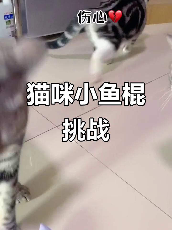 小鱼棍来啦！猫猫们快准备好，萌宠大作战开始咯
