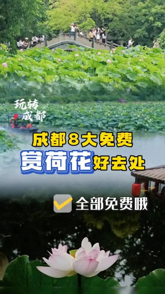 成都8大免费赏荷花好去处 成都8大赏荷花好去处来啦,全部都是免费的哦,荷花的花期从6月一直