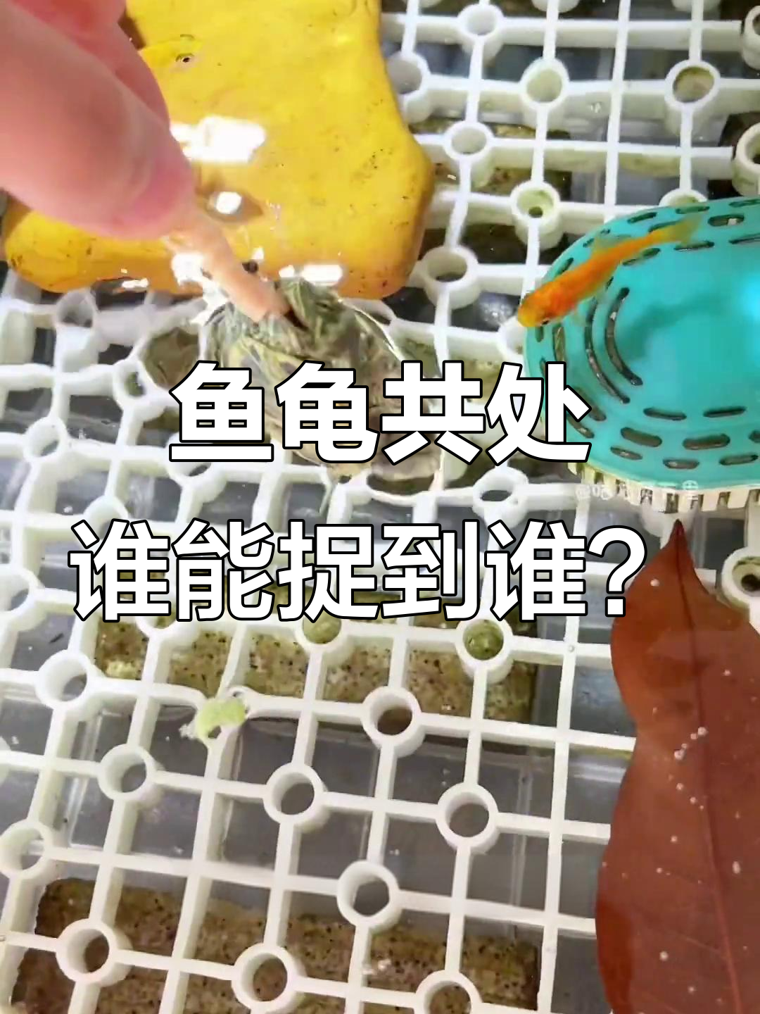 鱼龟混养大作战:躲避与捕食的趣味日常