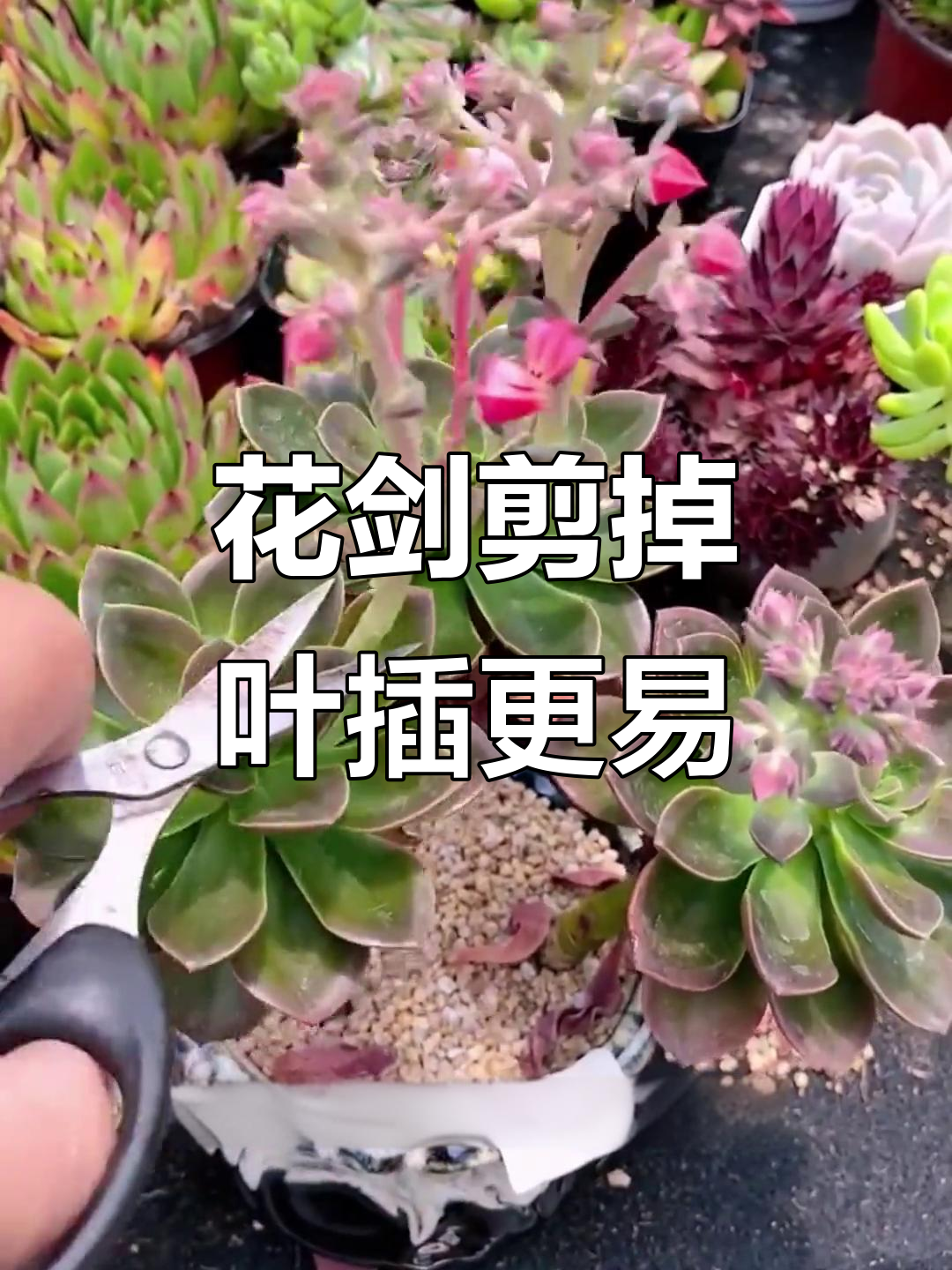 多肉花剑剪掉后,叶片扦插成活率更高