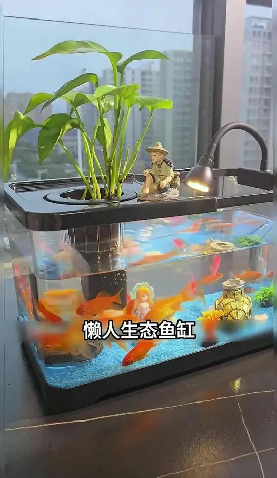 喜欢养鱼养龟的朋友,快来抢这个新款生态造景、过滤、制氧、一体机桌面鱼缸