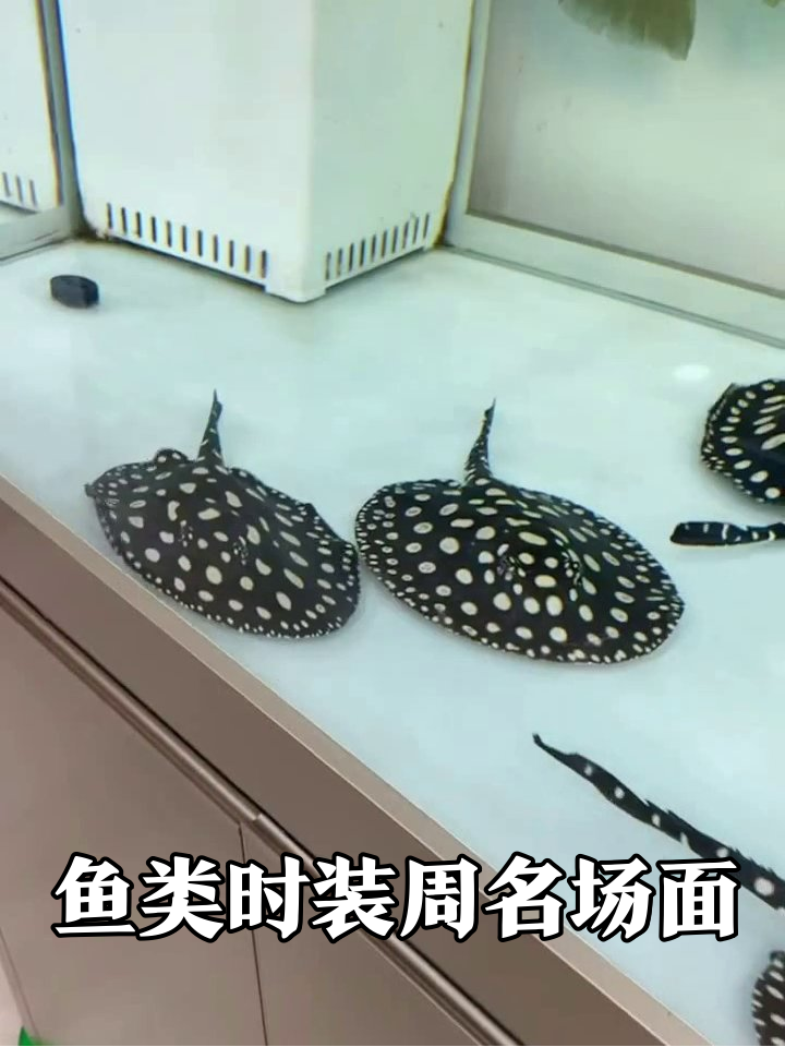 鱼缸里的鱼类时装周:魟鱼装地毯鲶鱼跳芭蕾