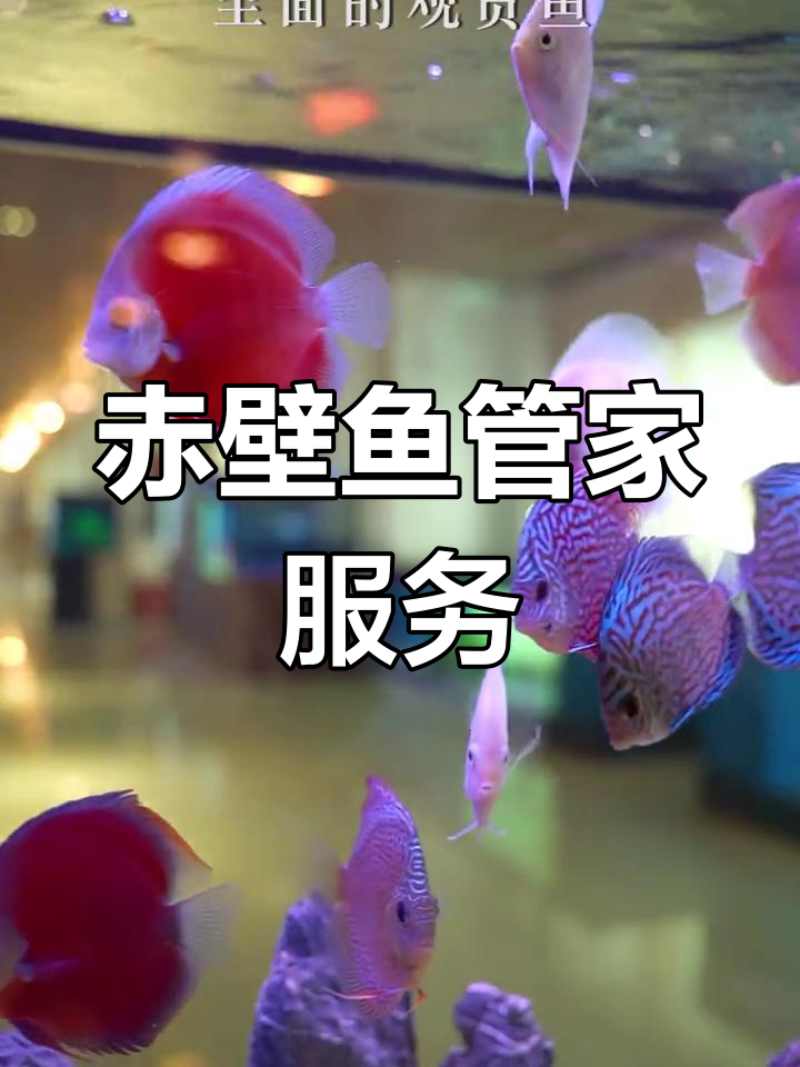 赤壁锦鲤馆:鱼儿姿态万千,假山绿植打造艺术空间