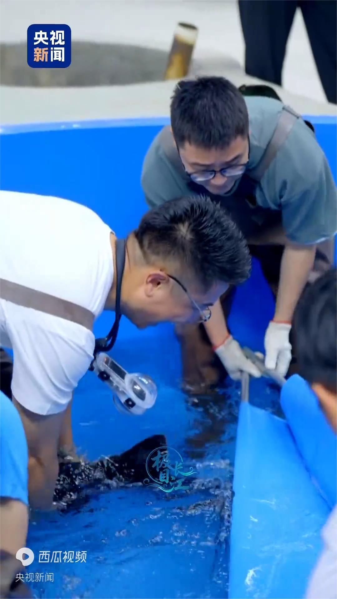 “摸鱼”摸到国家一级重点保护野生动物是什么体验？总台记者走进位于四川宜宾的长江鲟保护基地，