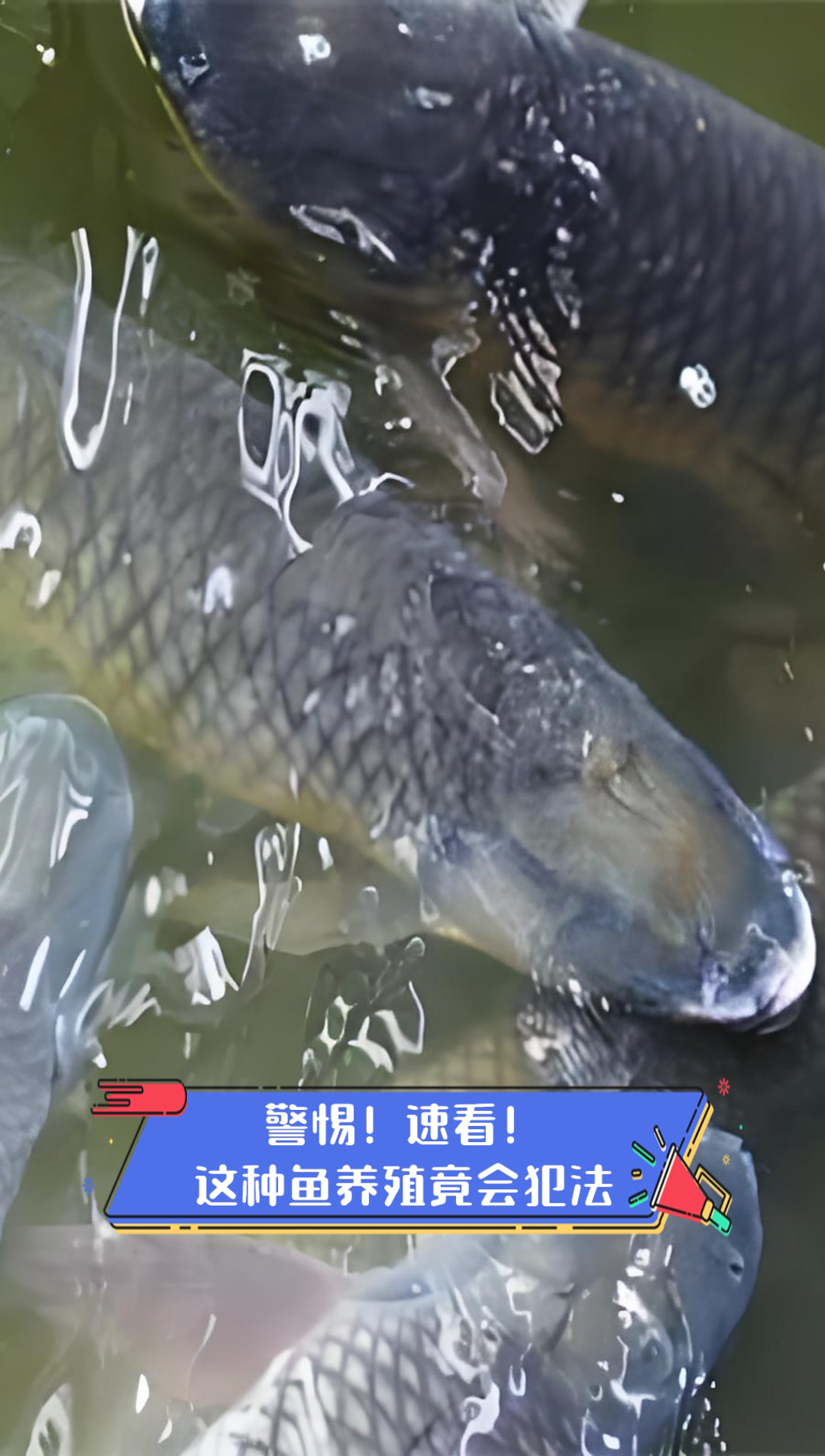 警惕！速看！这种鱼养殖竟会犯法
