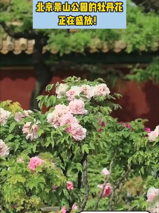 「北京景山公园的牡丹花正在盛放」赏花若是绕过牡丹,好像有点说不过去。自唐宋以来,牡丹的风头