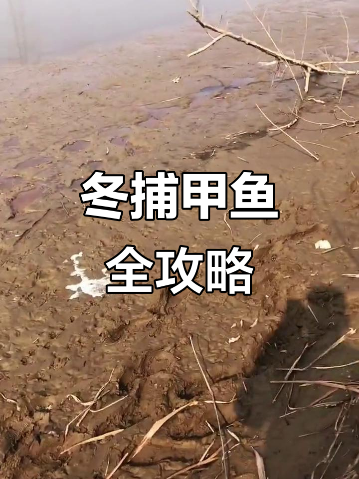 甲鱼捕捞技巧大揭秘,干塘抓甲鱼的绝妙方法