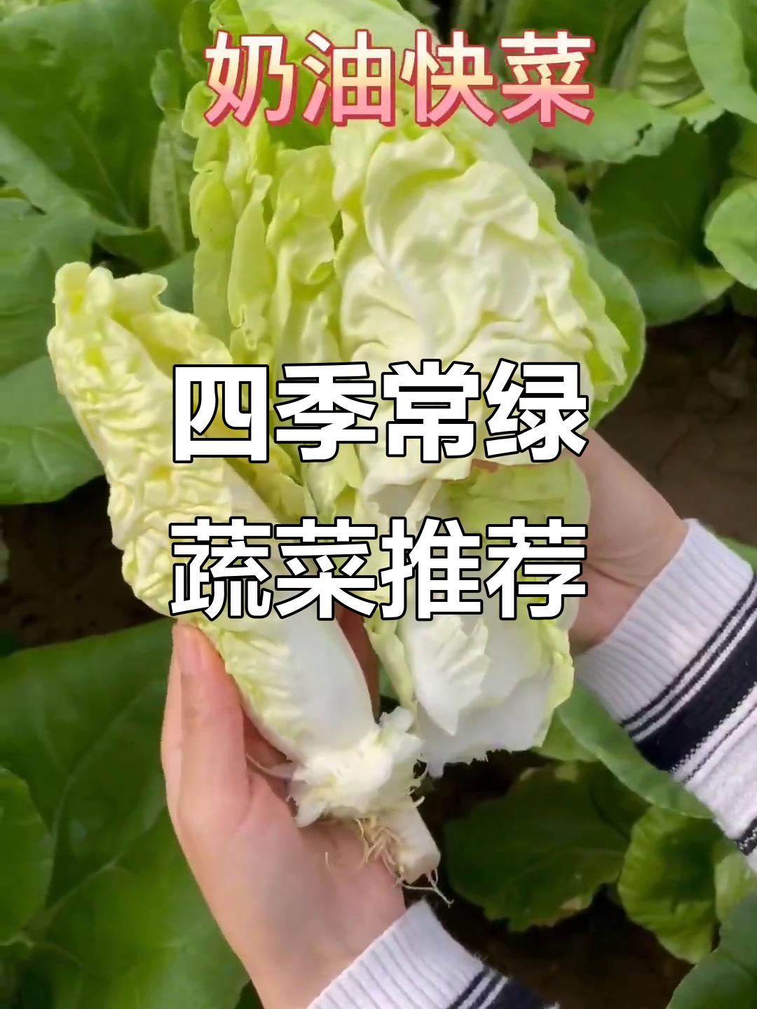 春夏秋冬都能种的十种蔬菜,简单易管理,家里有土就能长