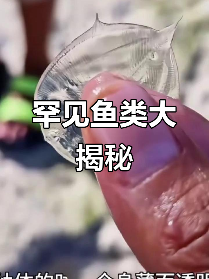 这些鱼能养吗?比目鱼、精灵丘和鬼面里鳞片,超稀有!